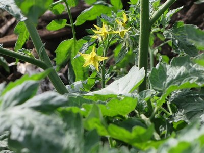 Flowering tomato plant on a compost heap
